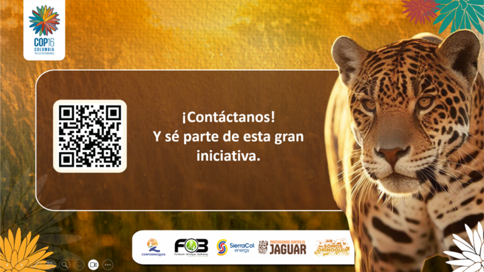 En el Día Internacional del Jaguar, en Corporinoquia reafirmamos nuestro compromiso con la conservación de este majestuoso felino