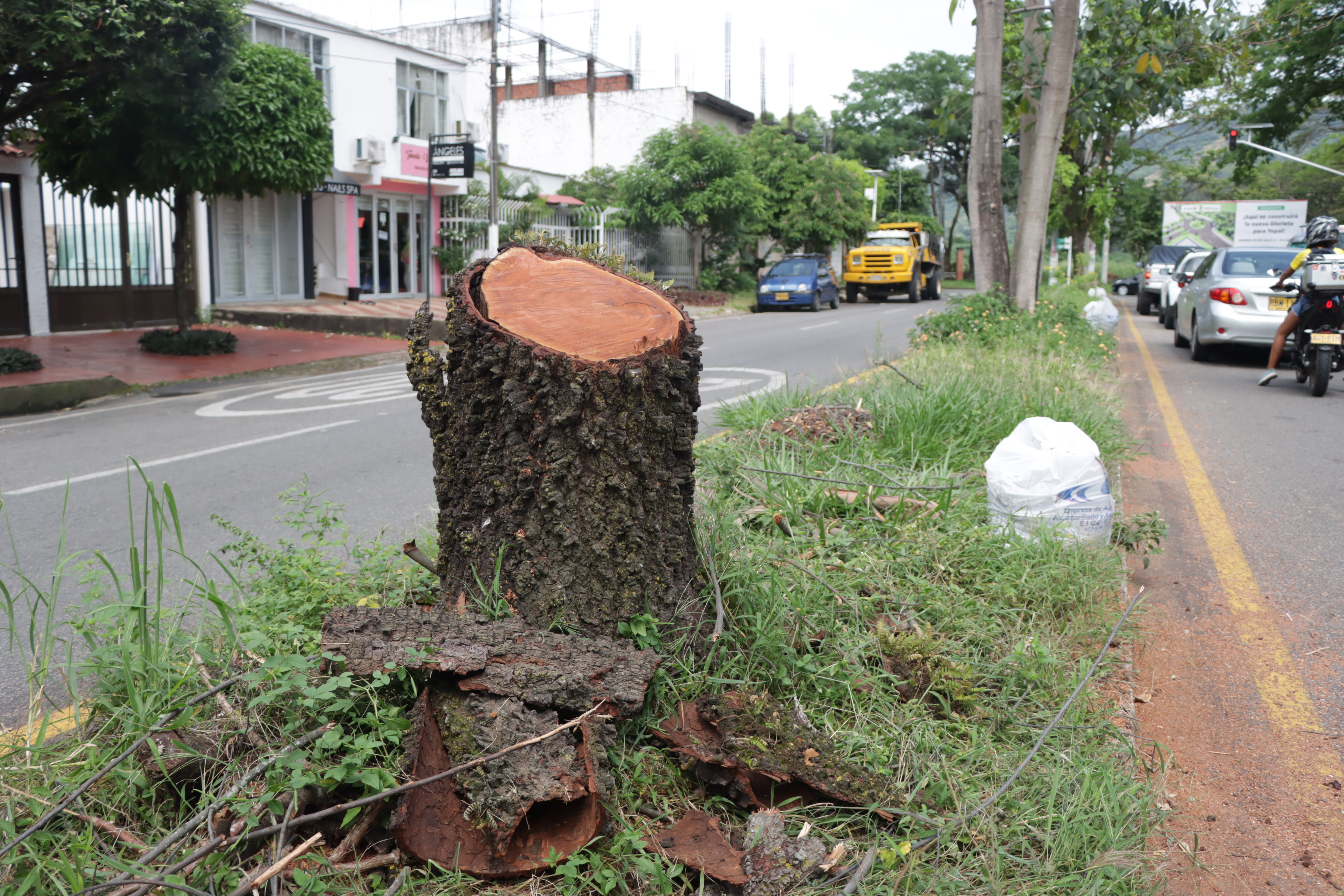 Corporinoquia inspecciona intervención no autorizada en árboles de la carrera 29 en Yopal