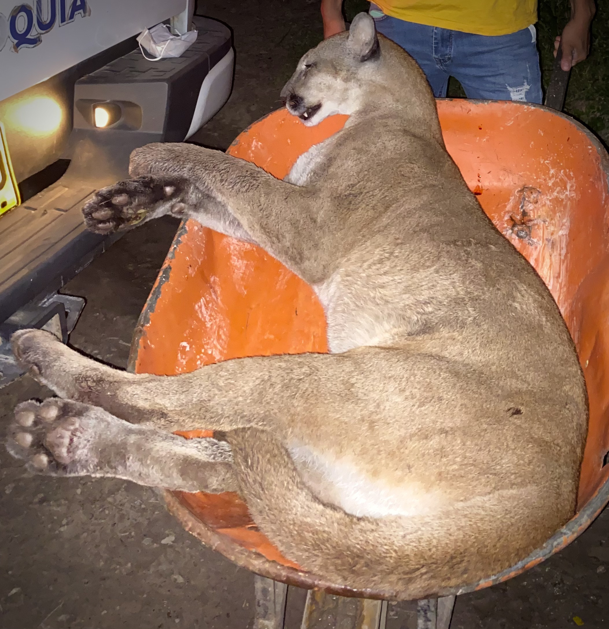 Corporinoquia lamenta la pérdida de un puma en Casanare