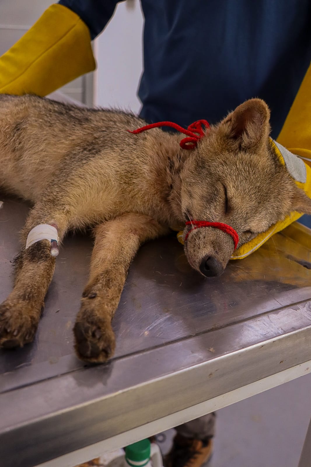 Corporinoquia atendió rescate de un zorro que se recupera en el Hogar de Paso de Fauna Silvestre