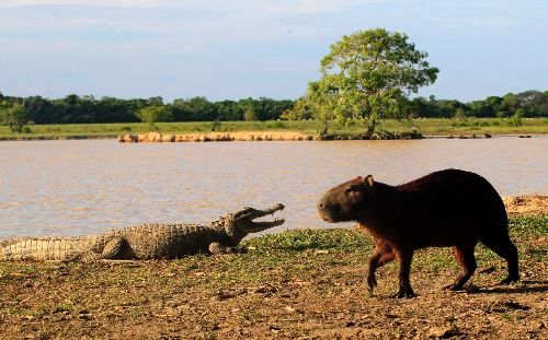 Celebrando el Día de la Biodiversidad: Tres Acciones Clave para Su Protección