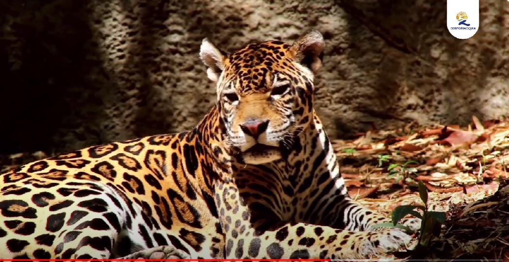 Comprometidos con la Conservación del Jaguar 🐆